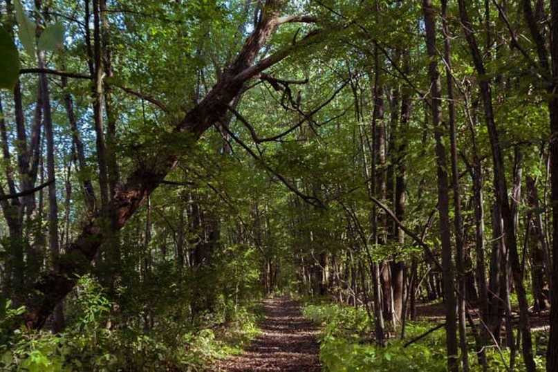 L’arbre qui se cache dans la forêt